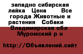 западно сибирская лайка › Цена ­ 0 - Все города Животные и растения » Собаки   . Владимирская обл.,Муромский р-н